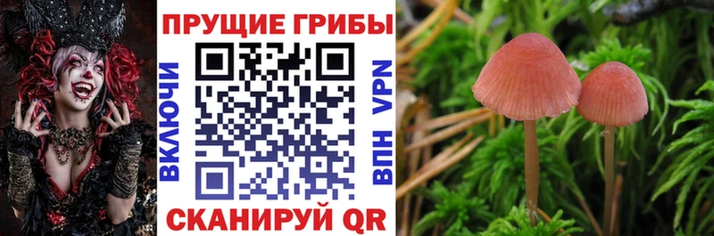 Галлюциногенные грибы Psilocybine cubensis  Кубинка 